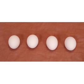 Incubator Warehouse Ceramic Nest Egg (Single Egg, White, Medium (Chicken))