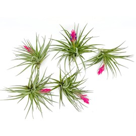 Air Plants - Flowering Tillandsia Stricta Large 5" - 5ct - Live Arrival Guaranteed - House Plants for Home Decor & Gift