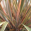 Outsidepride Phormium New Hybrids - 200 Seeds