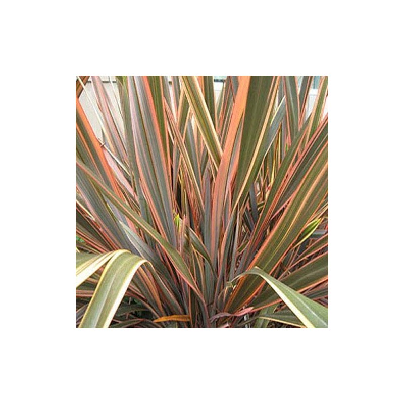 Outsidepride Phormium New Hybrids - 200 Seeds