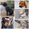 The Mighty Large Spiked Studded Dog Collar - Protect Your