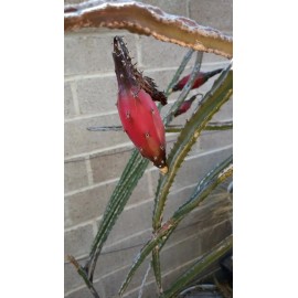 Cactus PENIOCEREUS GREGGII *25 seeds* Night Blooming Cereus Tuber Caudex Cactus