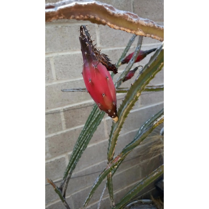 Cactus PENIOCEREUS GREGGII *25 seeds* Night Blooming Cereus Tuber Caudex