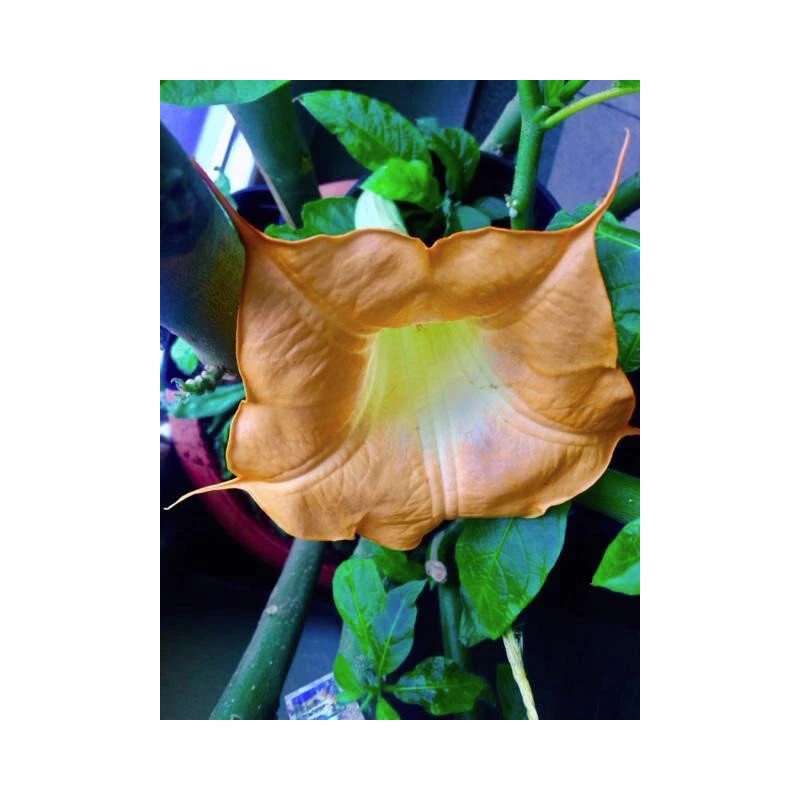 fresh extra rare BRUGMANSIA - MOBISU --- 5 fresh cuttings