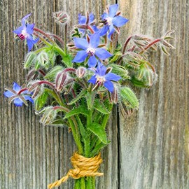 Borage Seeds (Organic) - Packet - Herb Seeds, Heirloom Seed, Open Pollinated Seed, Organic Seed Attracts Bees, Attracts Butterflies, Attracts Hummingbirds, Attracts Pollinators