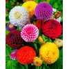 CEMEHA SEEDS - Seeds Dahlia Ball Pompon Mix Annual Flowers