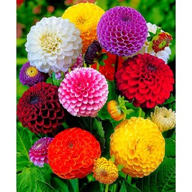 CEMEHA SEEDS - Seeds Dahlia Ball Pompon Mix Annual Flowers for Planting