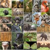 Edition Colibri 24 Animals from Africa Postcard Set (24 Different