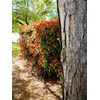 Photinia Red Tip | 2 Extra Large 3 Gallon Plants