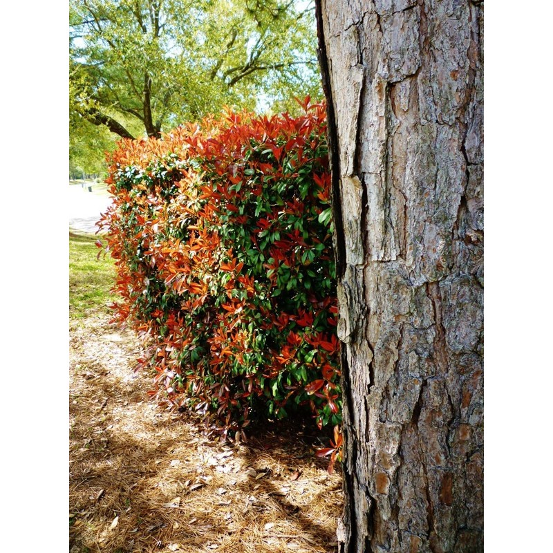 Photinia Red Tip | 2 Extra Large 3 Gallon Plants