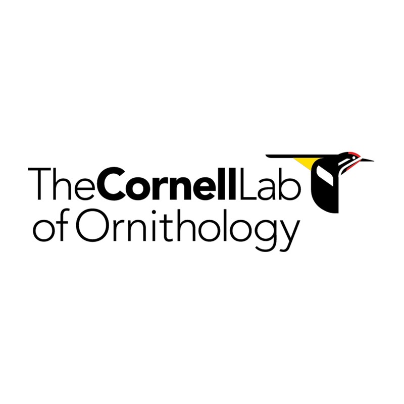 New York Puzzle Company - Cornell Lab Rainbow of Birds