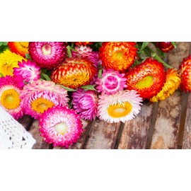 Seeds Strawflower Giant Mix Immortelle Helihrizum Outdoor Annual Garden Cut Ukraine