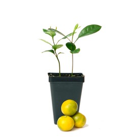 Calamondin Orange Tree - Pot of 2 Starter Plant. Citrus mitis. 3" - 5"