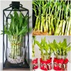 Lucky Bamboo Plants 100 LUCKY BAMBOO PLANTS 4" Free 5