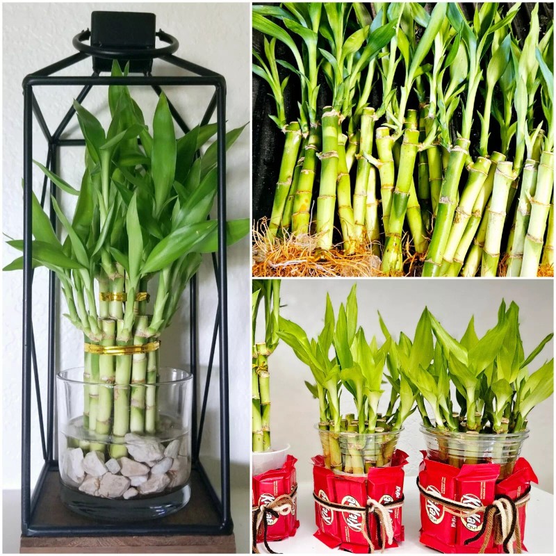 Lucky Bamboo Plants 100 LUCKY BAMBOO PLANTS 4" Free 5