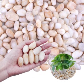 Lechloris 20Ib Cream White River Rock- Decorative Pebbles for Plants - River Rocks for Outdoor Landscaping- 0.3"-0.8" inch High Polished Stones for Aquarium, Terrarium,Vases, Home Decor