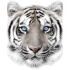 Jerry Fabrics Microfibre Fleece Blanket White Tiger 120 x 150