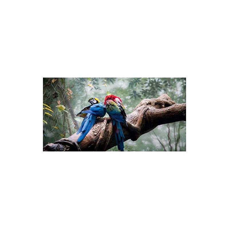  CAMU CAMU pure extract VITAMIN C powder by Ancient