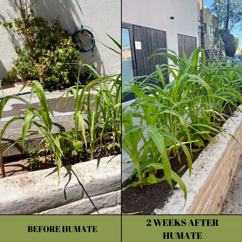 SoilGlow Humate Soil Amendment, Fertilizer and Conditioner