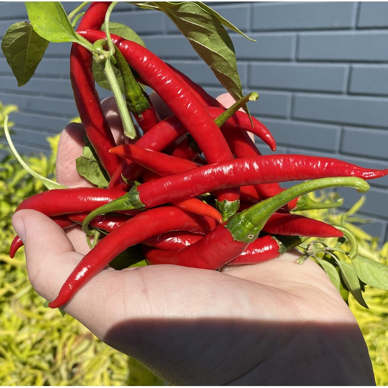 Szechwan Chile Plant Sichuan Chili Szechuan Heirloom Oriental Cuisine Pepper