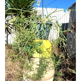 Cactus 9 FRESH CUTTINGS!!  RHIPSALIS PRISMATICA.. VERY HARD TO FIND ORCHID CACTUS