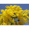 Seed-Top 100 Seeds Acacia Silver Wattle Yellow Mimosa Fresh