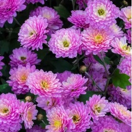 Fresh Orchid Delight Mum Chrysanthemum Seeds 200+ Seeds Mum Flower Flower Seeds - 500 Seeds