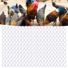 200PCS PP Plastic Chicken Beak Clasps Reusable Rooster Mouth Snap