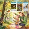 North American Bird Identification Cards, 30 Backyard Birds for Bird