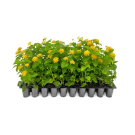 Lantana New Gold | 30 Live Plants | Lantana Camara 'New Gold' | Yellow Ground Cover for Sun | Spreading Landscape Plants for Borders Slopes Containers Beds and Walkways