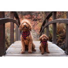 Remy+Roo Dog Bandanas - 4 Pack | Timeless Set | Premium Durable Fabric | Unique Shape | Adjustable Fit | Multiple Sizes Offered (Small)