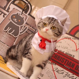 Qcwwy Pet Chef Costume, Pet Chef Outfit, Animal Chef Clothes, Dog, Cat, Culinary Costume, Pet Foodie Ensemble, Pet Chef Uniform, Cute, Stylish, (S)