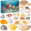 Advent Calendar 2024, Seashells Advent Calendar for Kids Teens Adults,