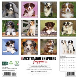 Australian Shepherd Puppies 2026 12" x 12" Wall Calendar