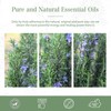 PHATOIL Aroma Oil, Rosemary, 3.4 fl oz (100 ml), Essential