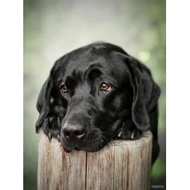 DIY 5D Diamond Painting Kits Black Dogs Labrador Full Drill Round Beads Diamond Art Cross Stitch Diamond Painting by Number Kits Dog Person Gift and Wall Decoration 12x16 Inch