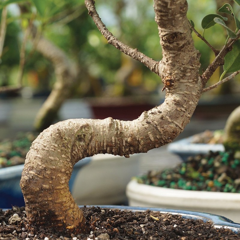 Brussel's Bonsai Live Golden Gate Ficus Indoor Bonsai Tree -