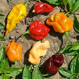 Caribbean Blend Hot Pepper Seeds - 0.25 Oz ~1250 Seeds - Non-GMO - Vegetable Garden - Capsicum annuum