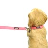 Downtown Pet Supply Deluxe Dog Collar - Padded Adjustable Dog