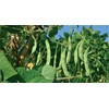 Greek Gigantes Beans 20+ fresh seeds
