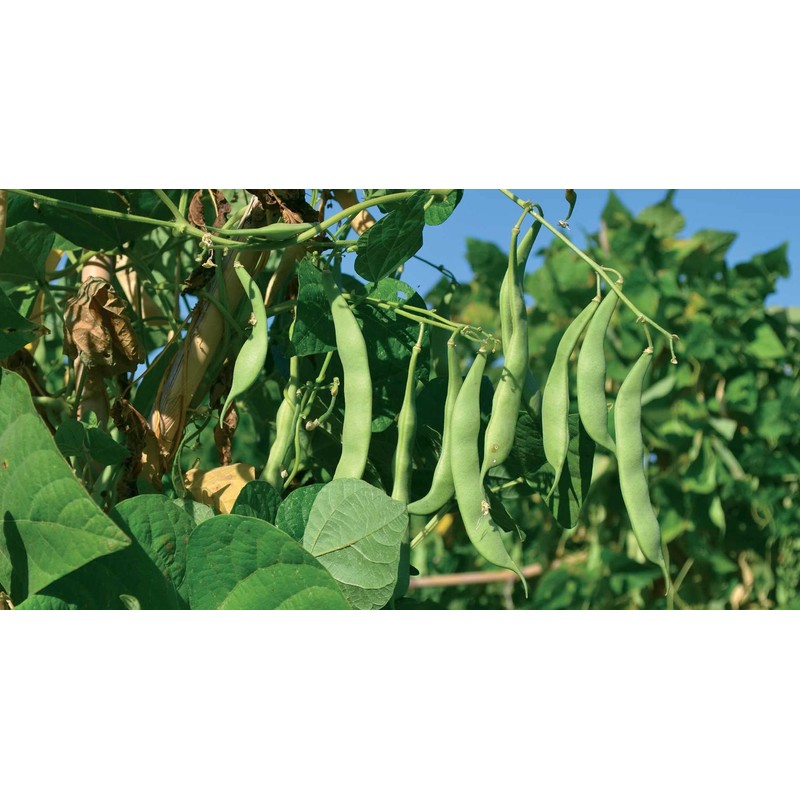 Greek Gigantes Beans 20+ fresh seeds