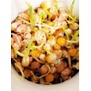 Organic Popcorn Kernels unpopped Non-GMO, Vegan Bulk Raw (2 lb)