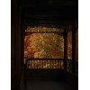 The Jonsteen Company Dawn Redwood | Small Tree Seedling |