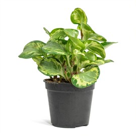Peperomia Golden Gate - 3 Live Plants in 4 Inch Growers Pots - Peperomia Obtusifolia - Rare and Elegant Indoor Houseplant