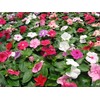 22Day Seeds: Seeds Periwinkle Madagascar Mix/Vinca Rosea/Perennial Flowers