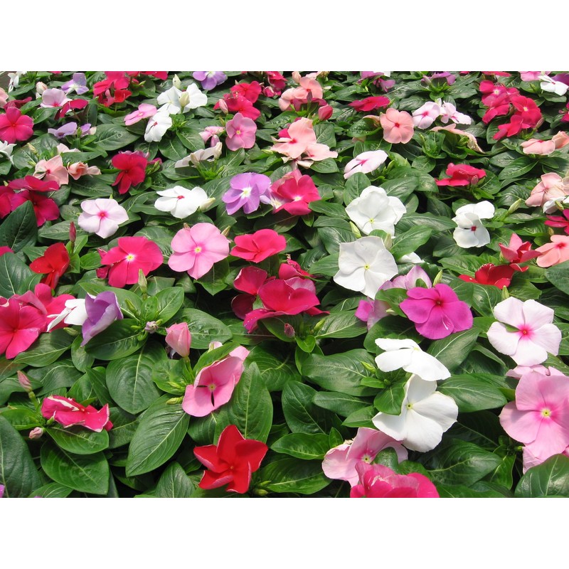 22Day Seeds: Seeds Periwinkle Madagascar Mix/Vinca Rosea/Perennial Flowers