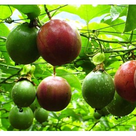 20+ Purple Passion Fruit Seeds (Edible Fruit) (Passiflora Incarnata) Cold Hardy Homegrown