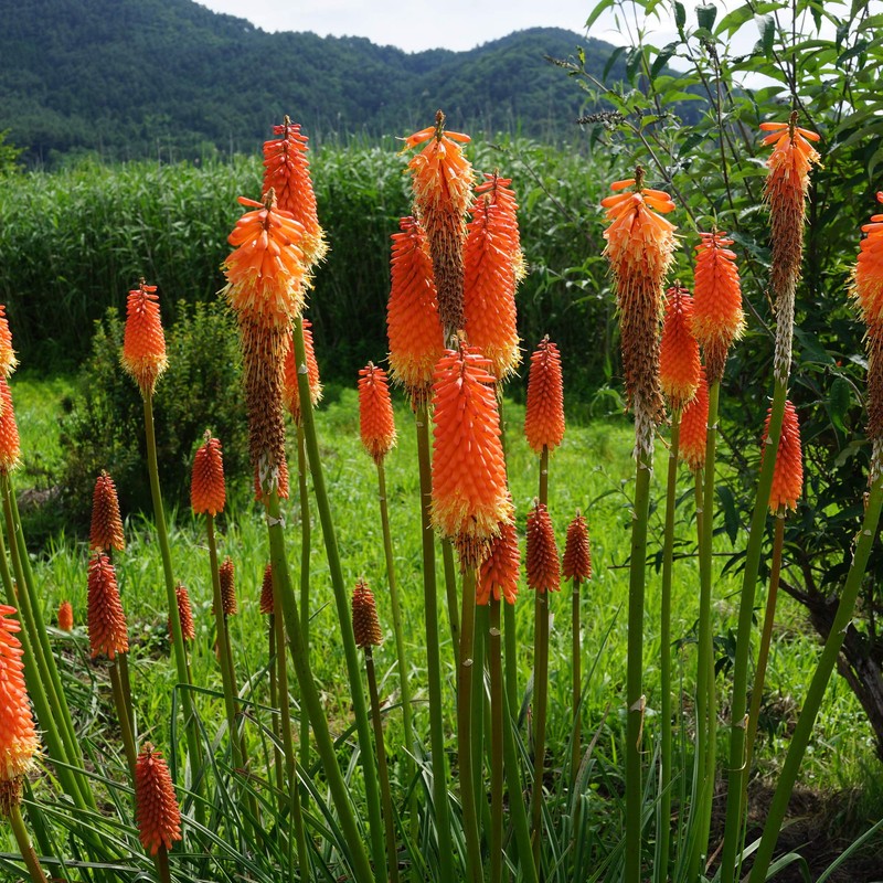 Outsidepride Kniphofia Uvaria Red Hot Poker Garden Flower Plants -
