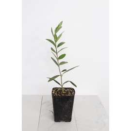 MYSHELFIE Dwarf Olive Tree Starter Plant, 2 Inch Pot, Indoor Outdoor Bonsai (3)