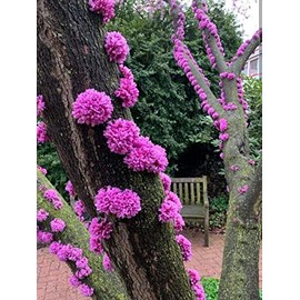 Judas Tree Seeds for Planting - 20 Seeds - Flowering Tree Prized for Yard, Garden or as Bonsai